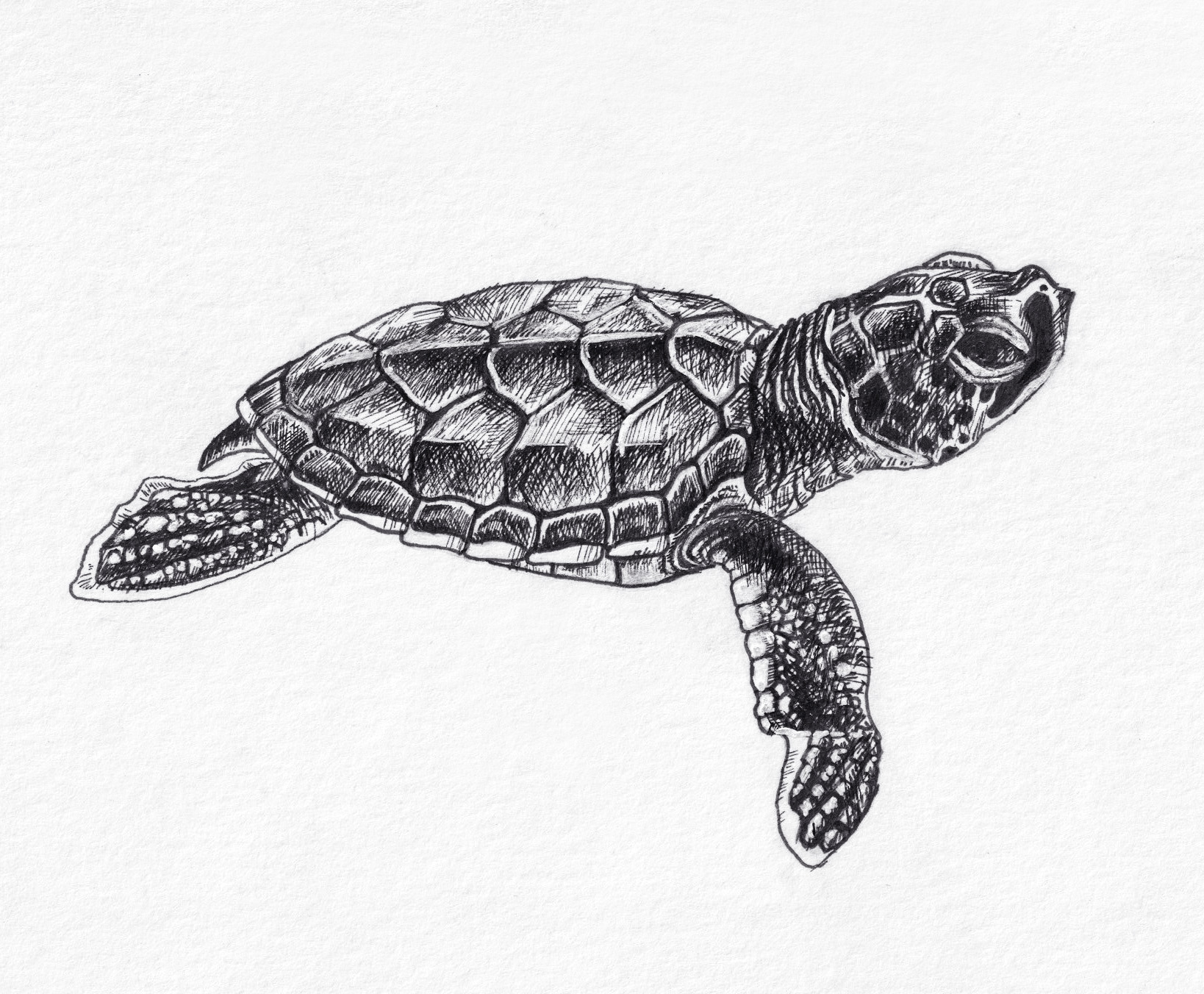 Baby Sea Turtle