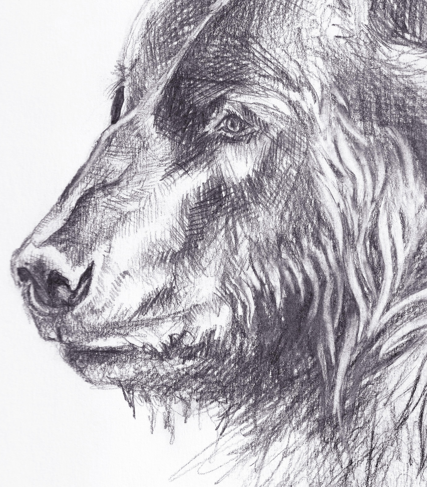Bear sketch thumbnail 2
