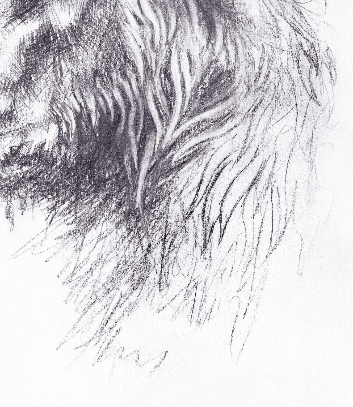 Bear sketch thumbnail 4