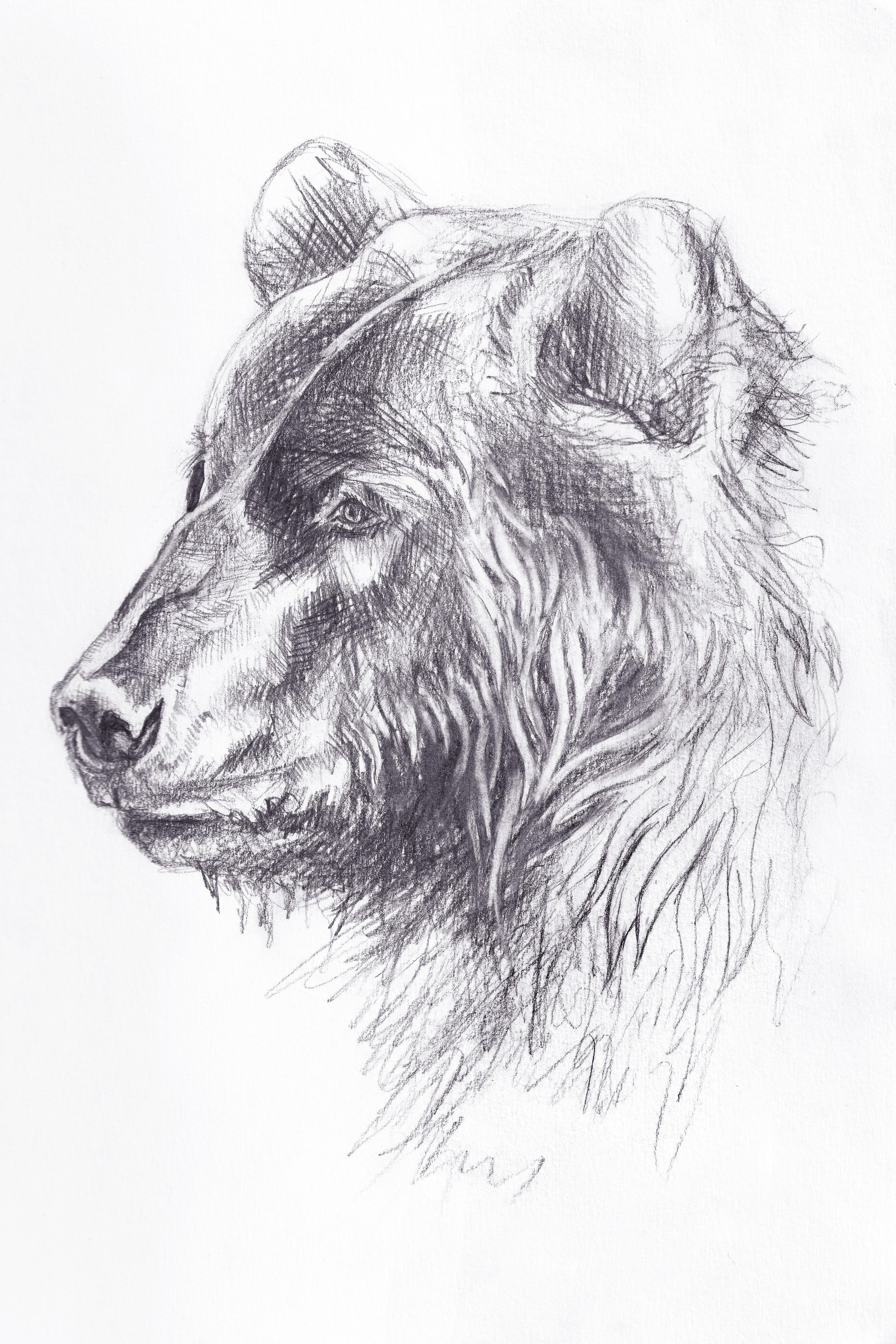 Bear sketch