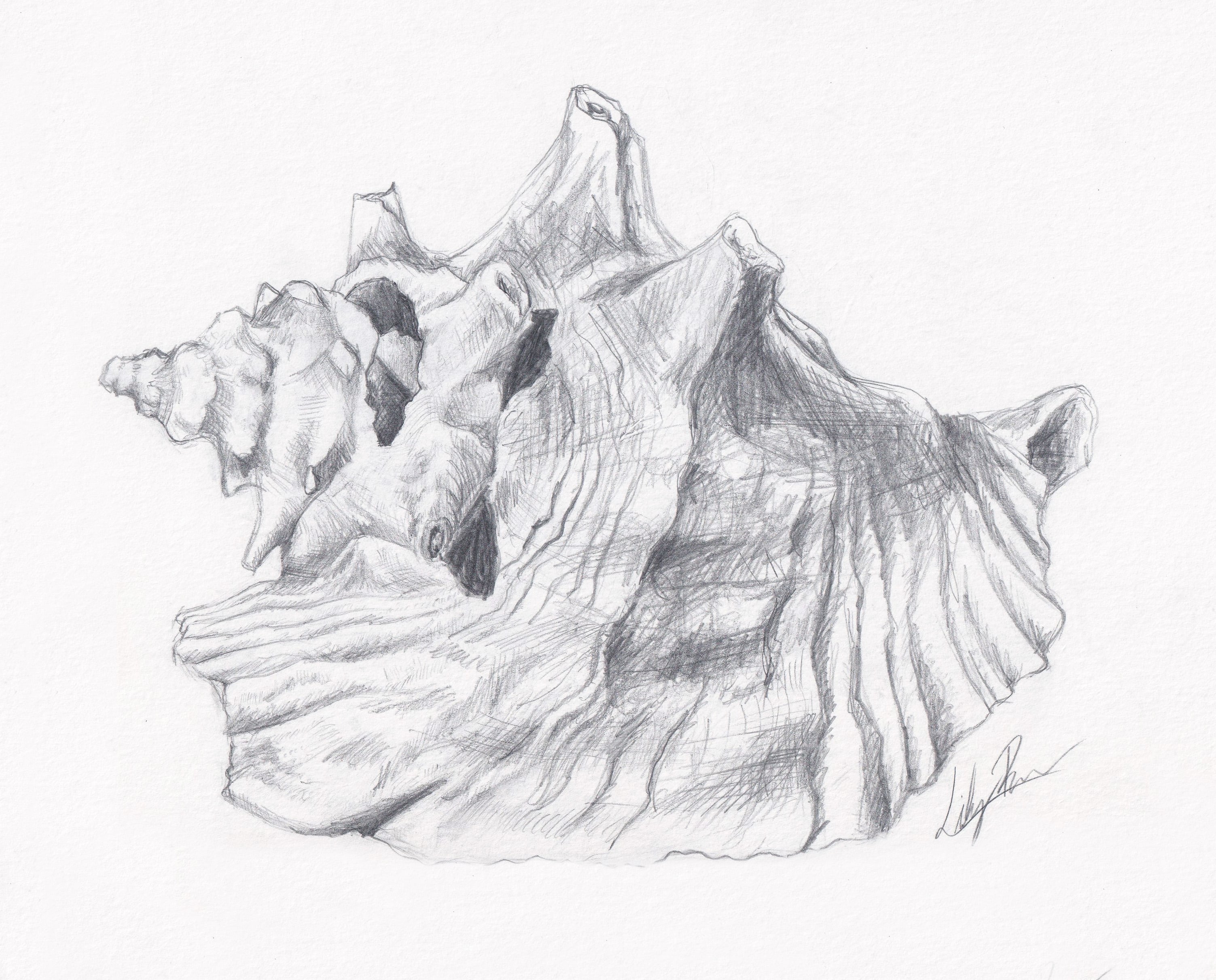 Conch shell Sketch