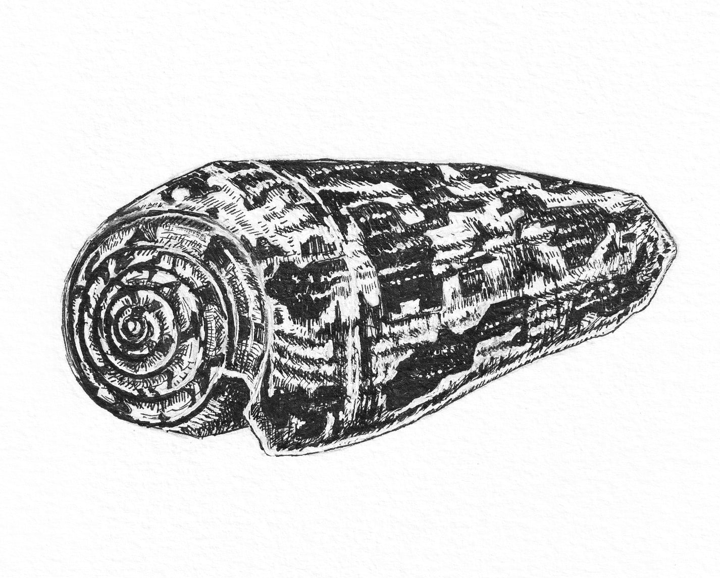 Cone shell