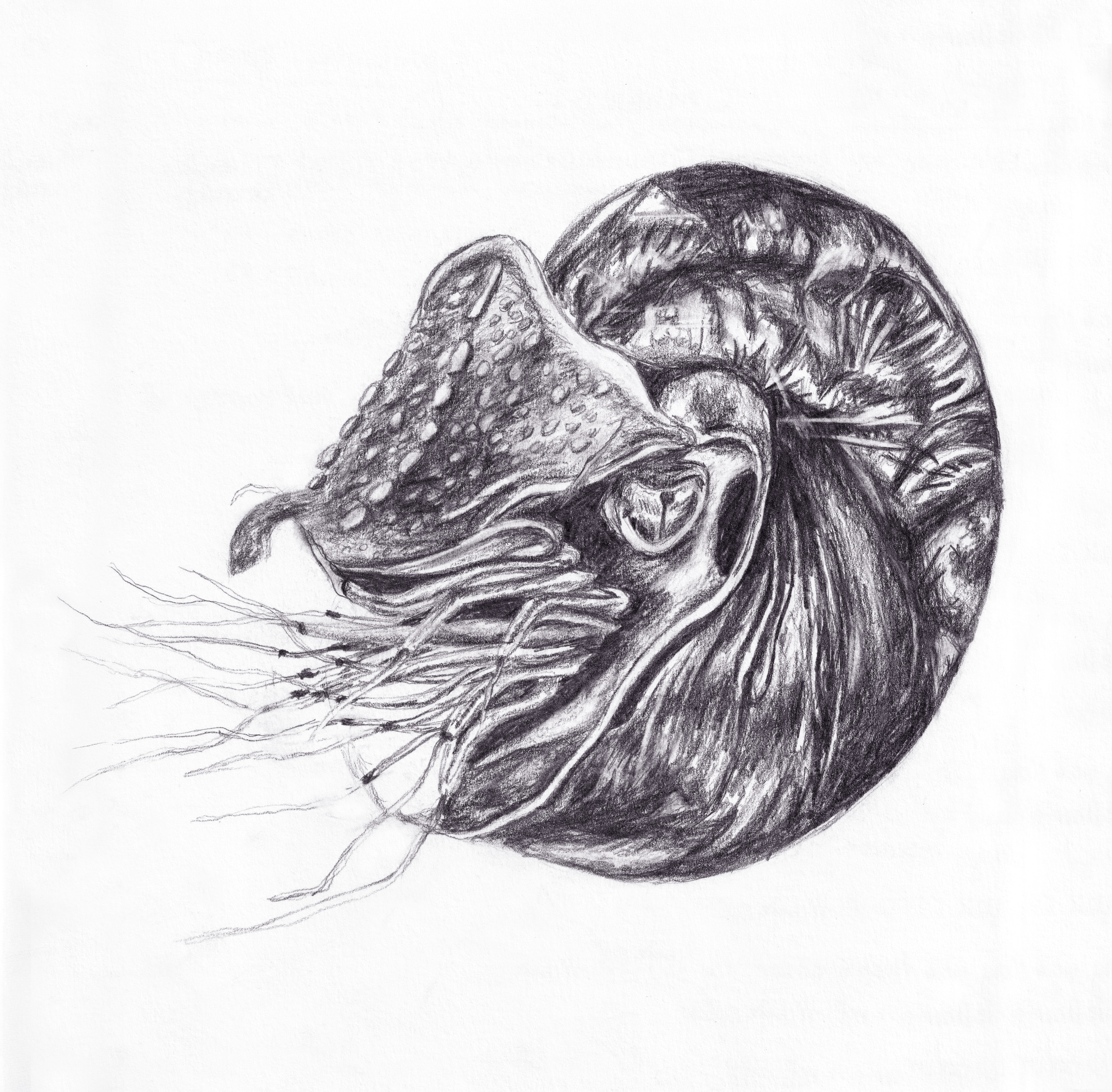 Nautalis Sketch