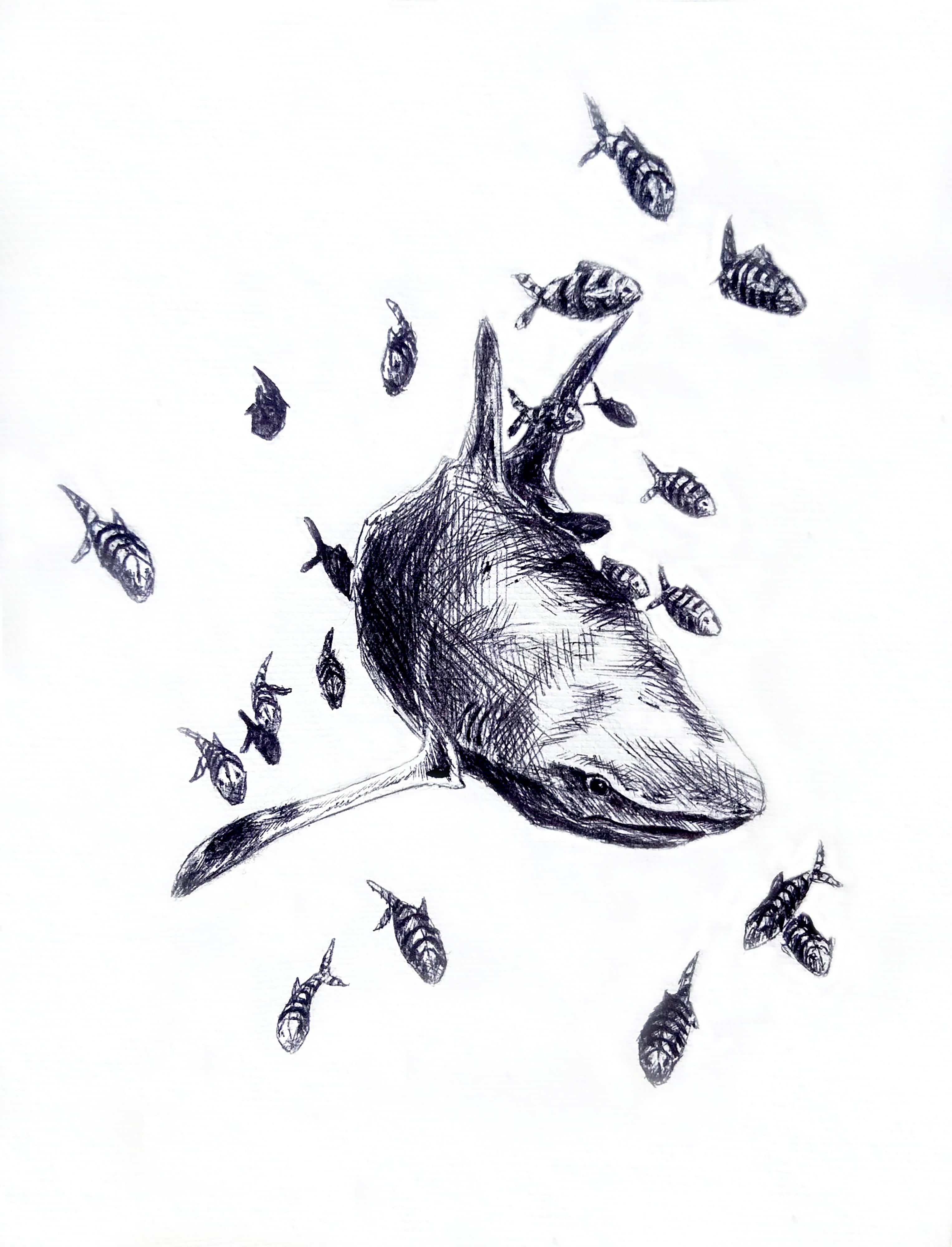 Shark Drawing