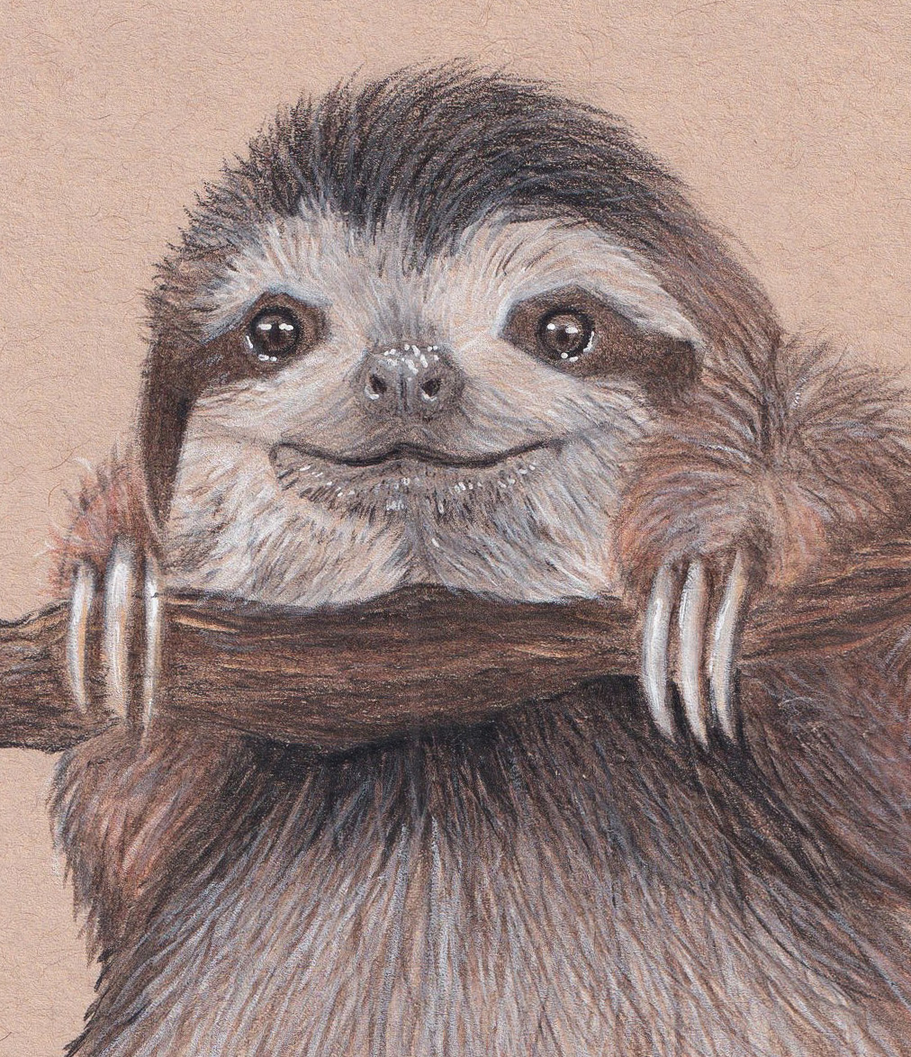 Baby Sloth Drawing thumbnail 2