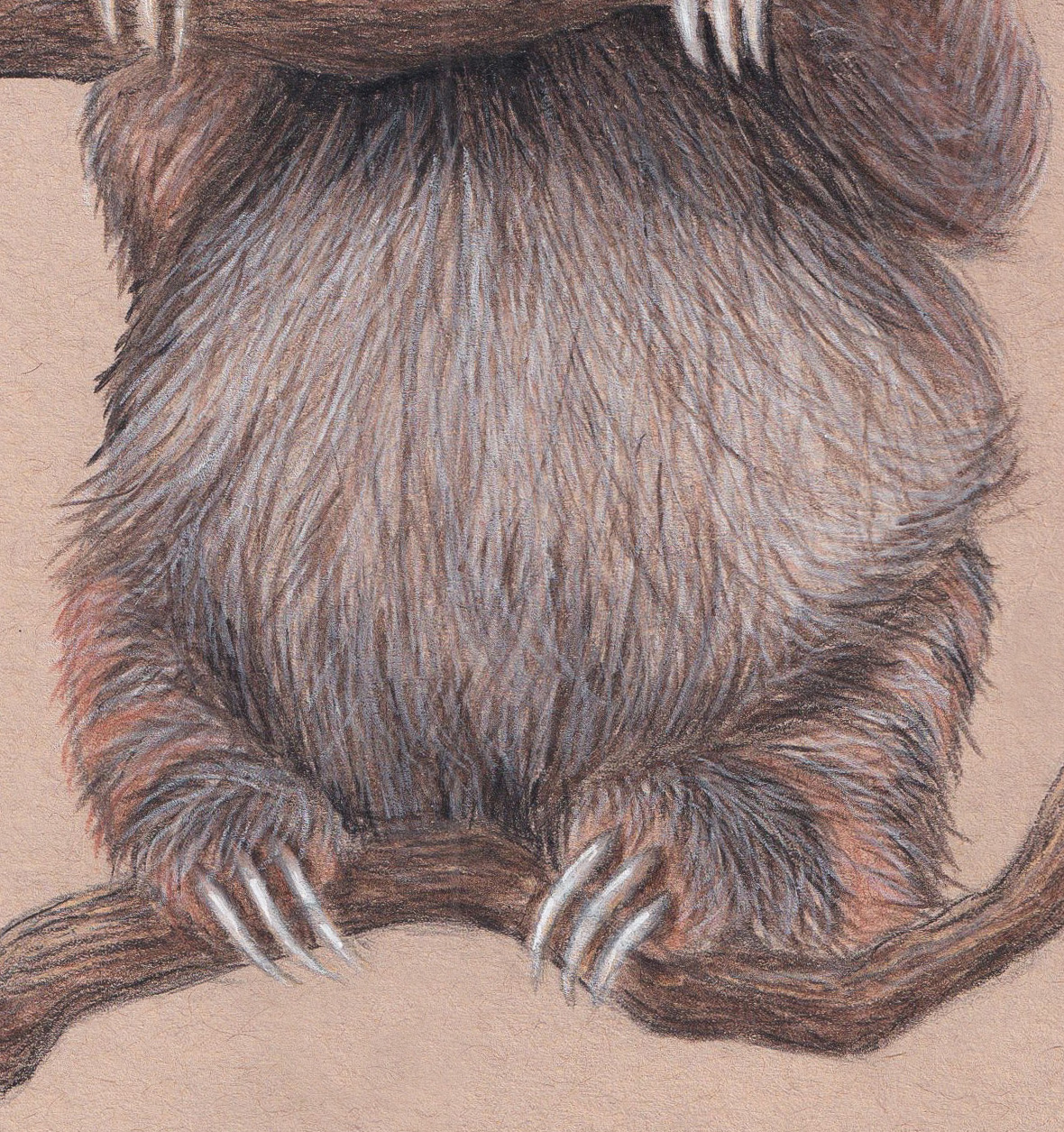 Baby Sloth Drawing thumbnail 3