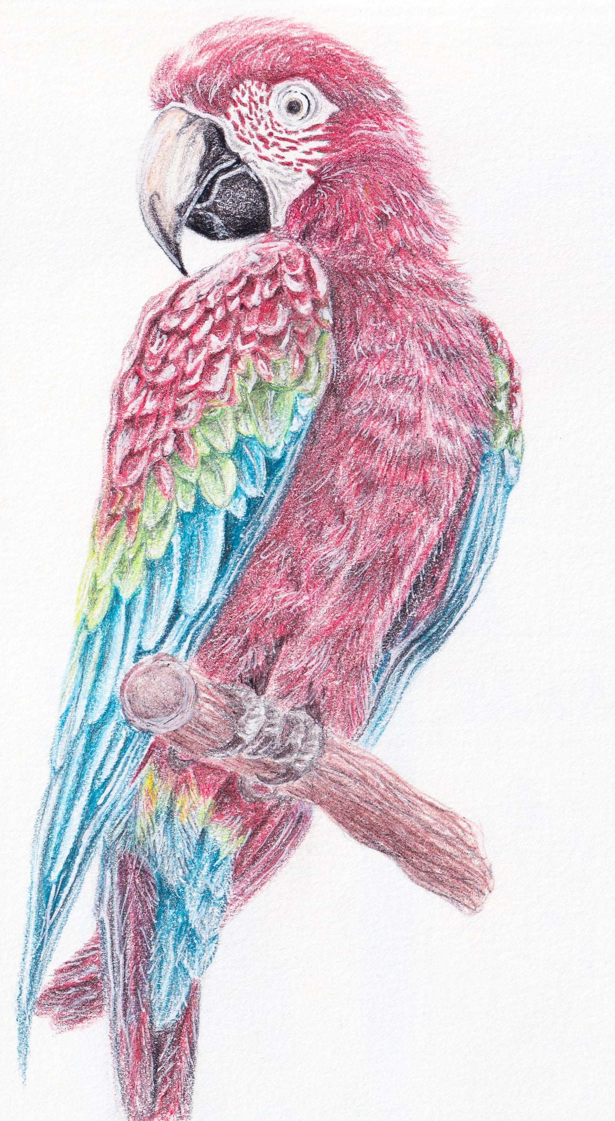 Scarlet Macaw Drawing