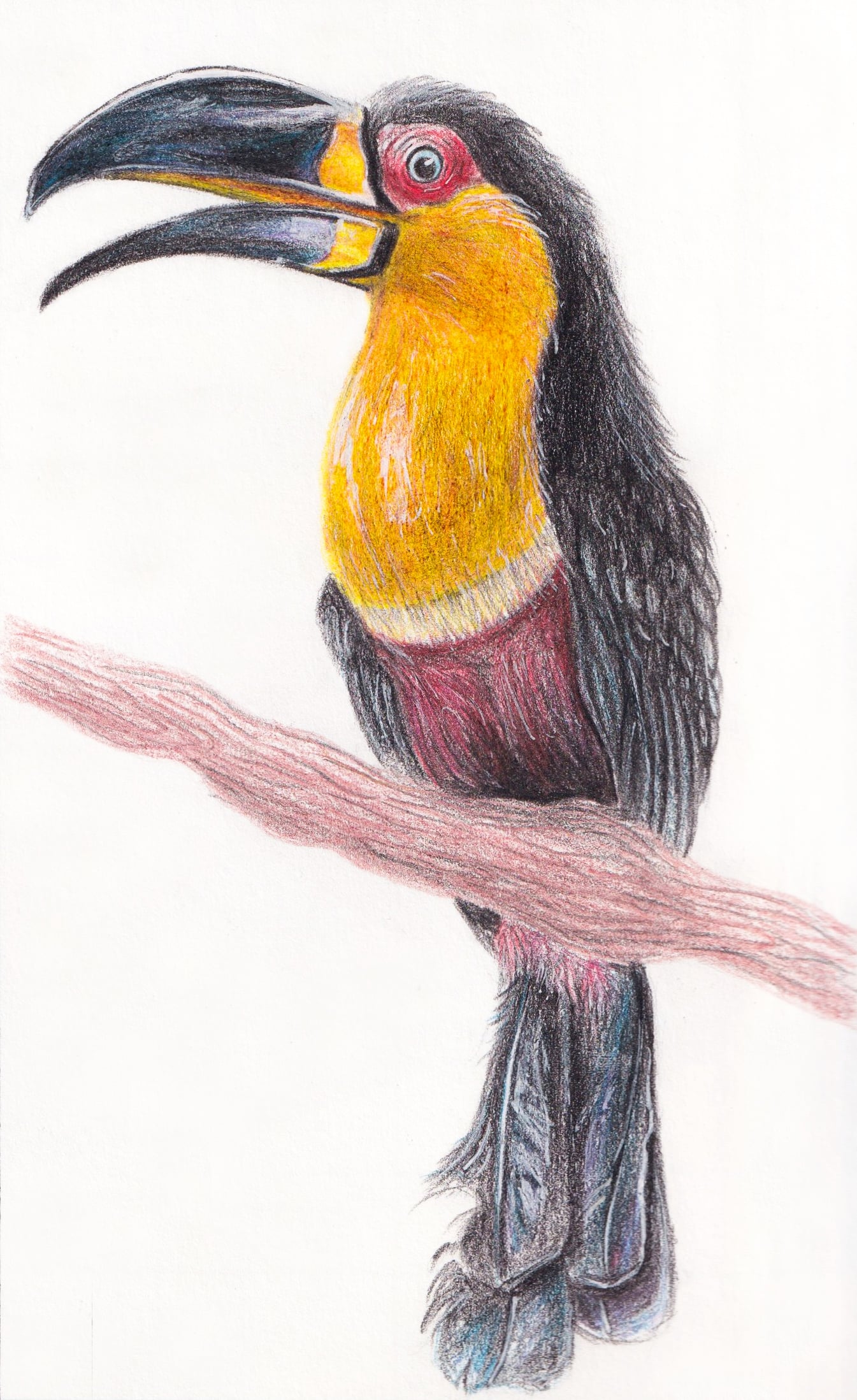 Toucan from research page