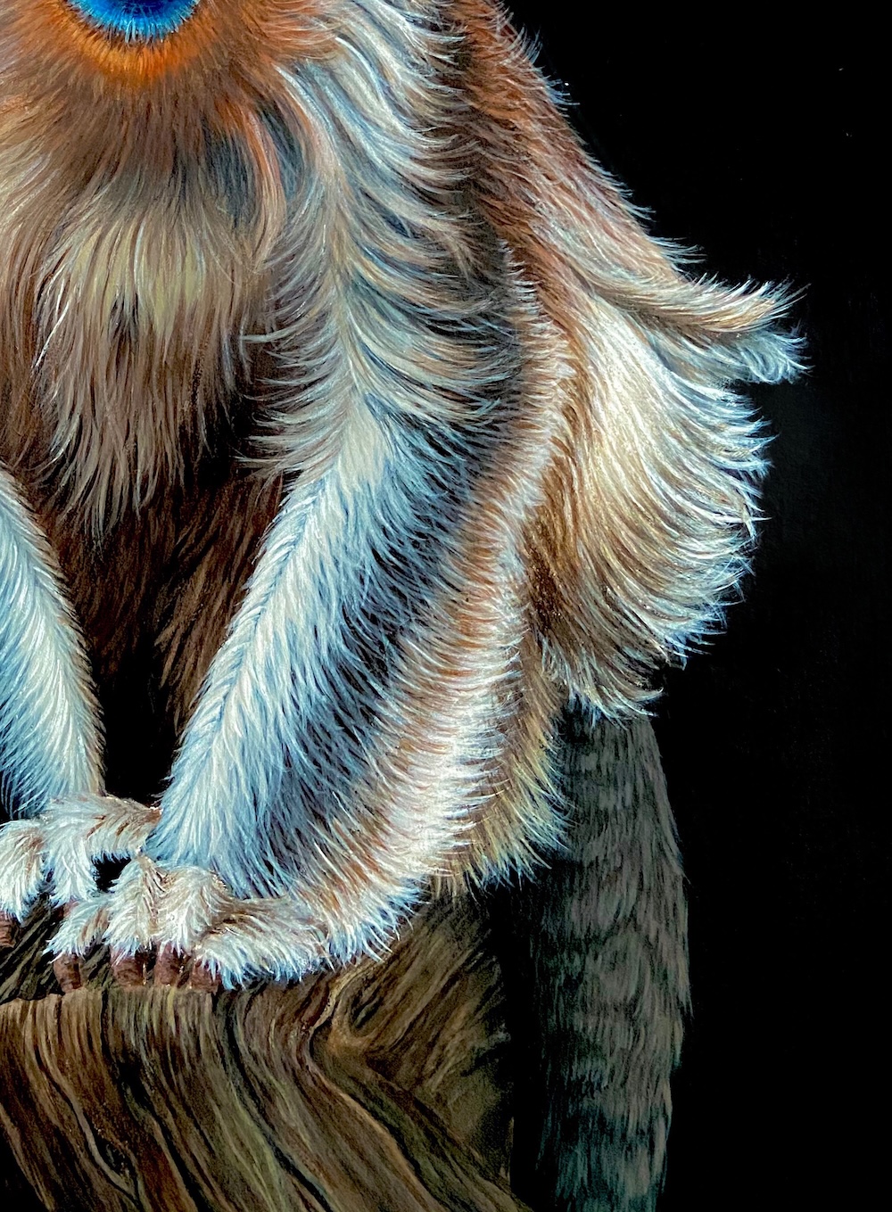 Blue Faced Monkey thumbnail 5