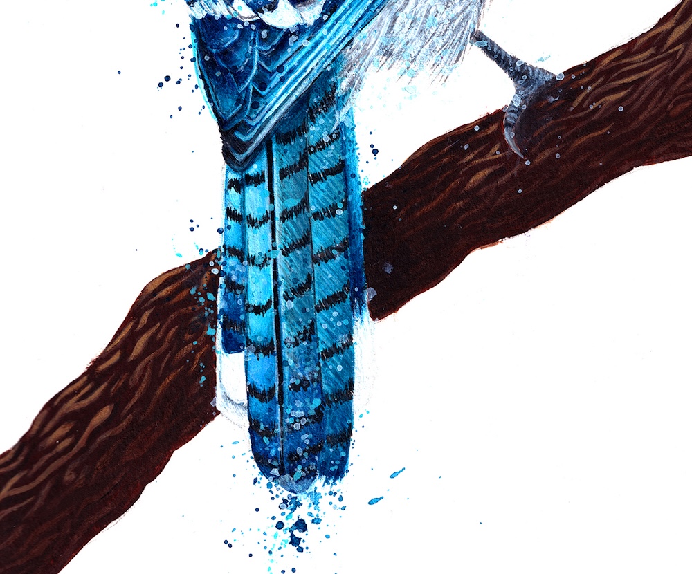 Blue Jay thumbnail 4