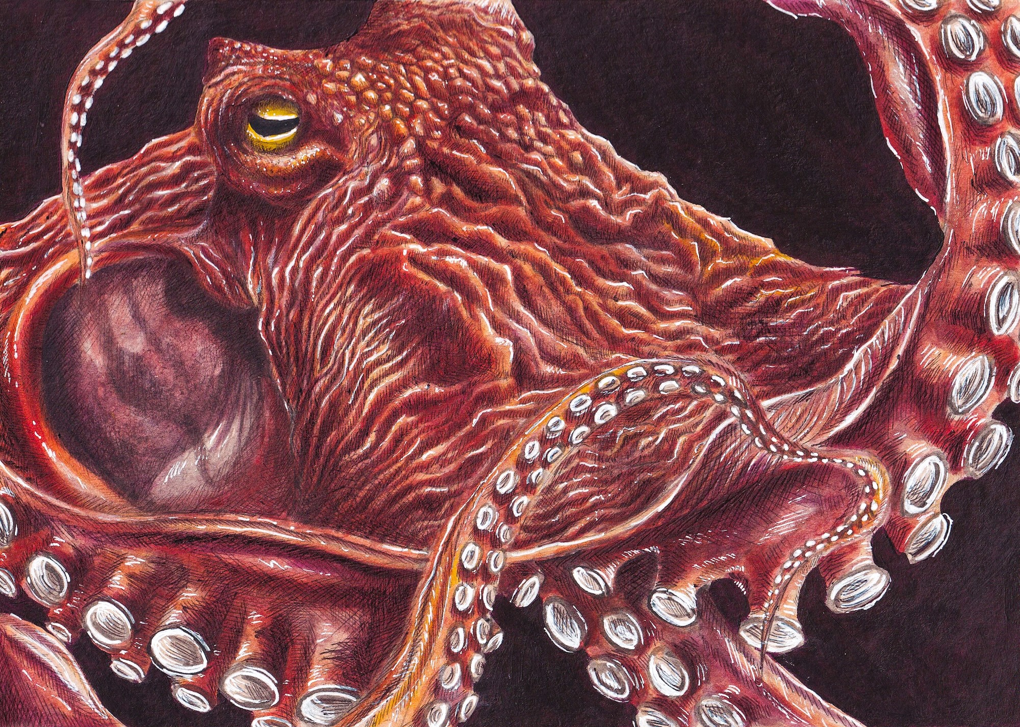 Octopus Mixed Media