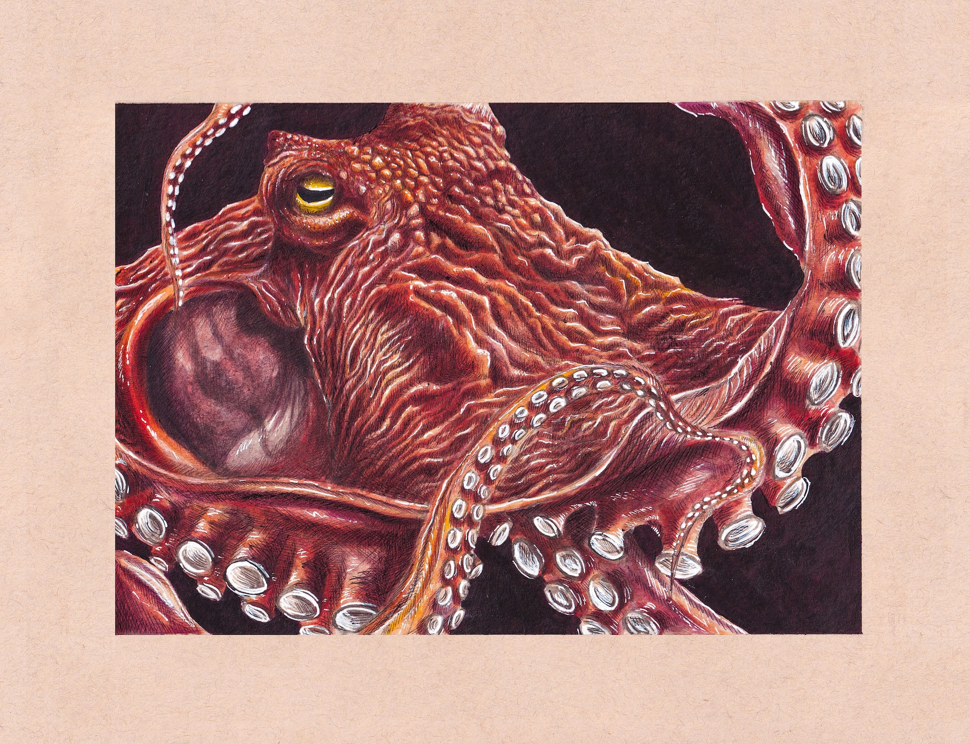 Octopus Mixed Media thumbnail 2