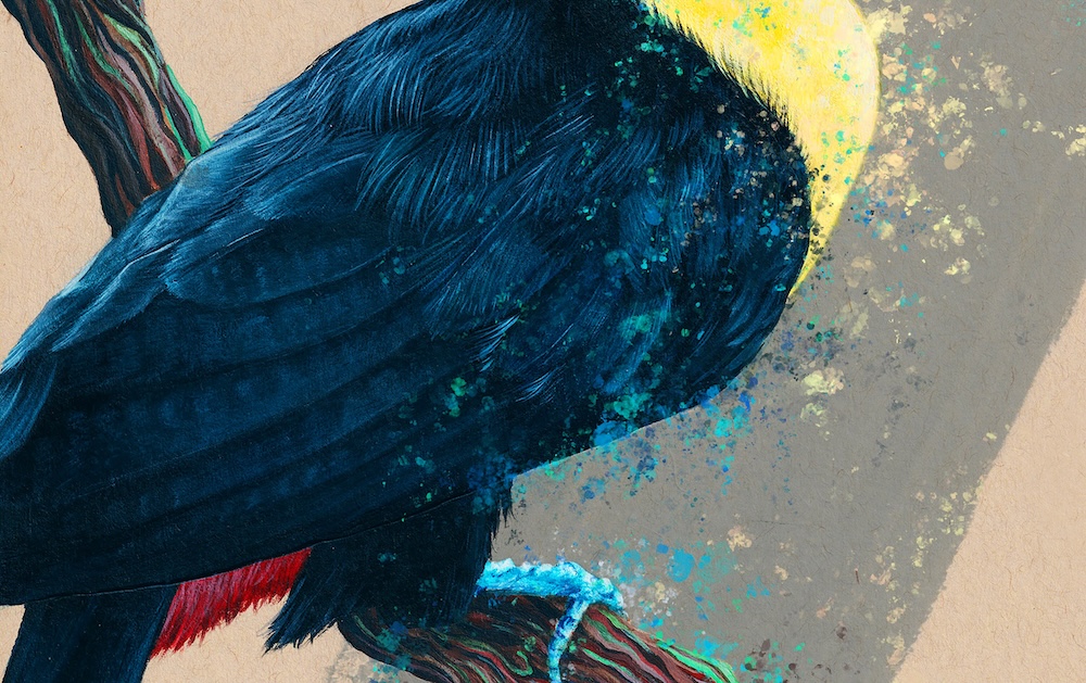 Toucan thumbnail 3