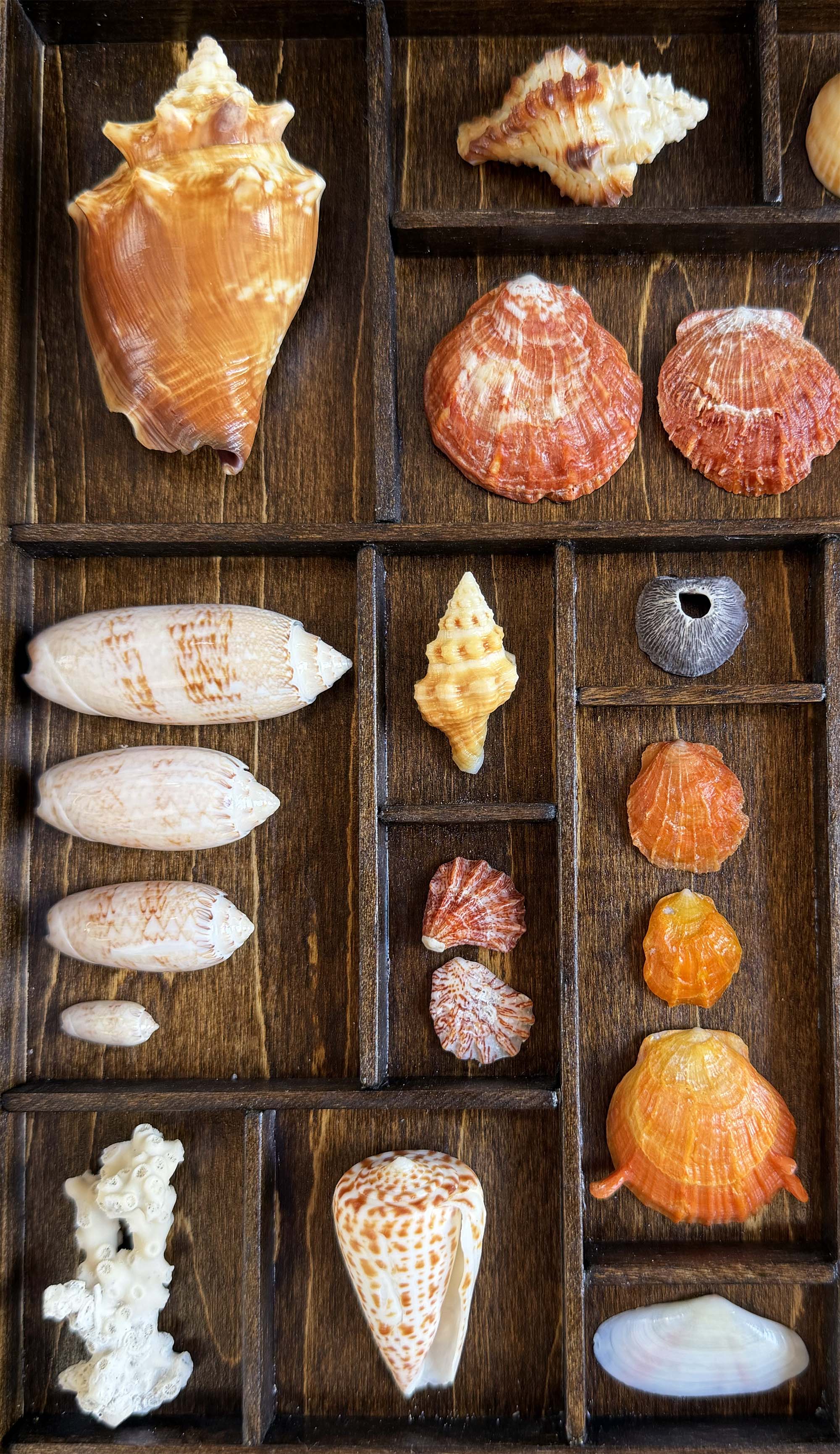 Seashells from Boca Raton thumbnail 2