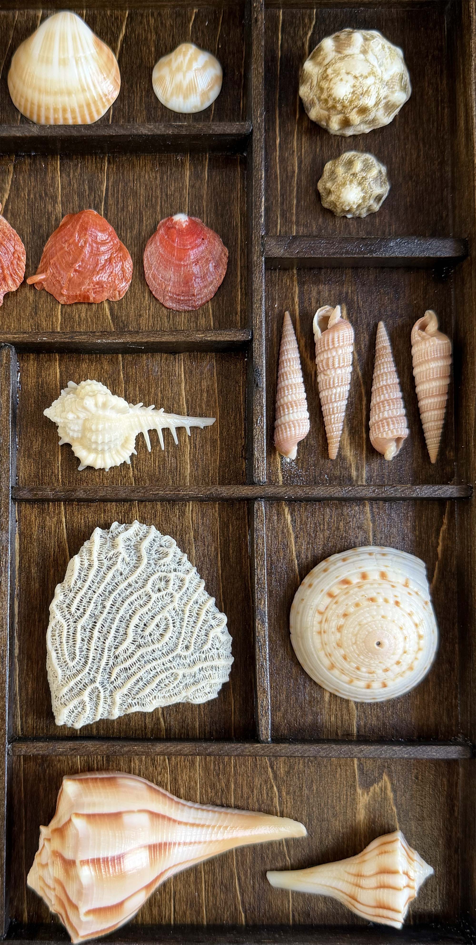 Seashells from Boca Raton thumbnail 3