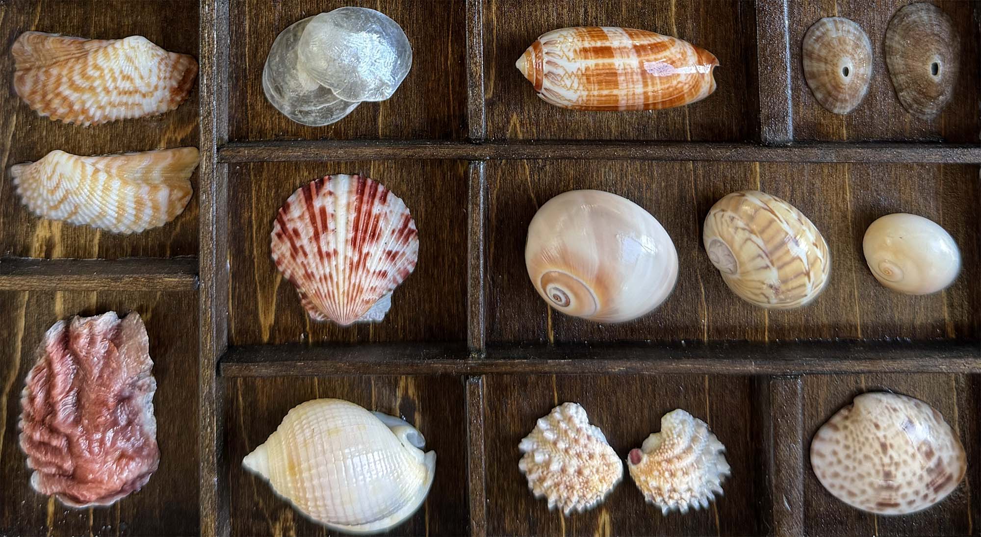 Seashells from Boca Raton thumbnail 6